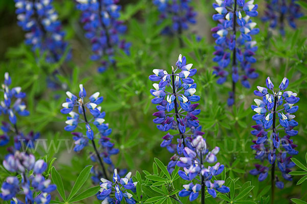 Alaska-Lupine (Lupinus nootkatensis)