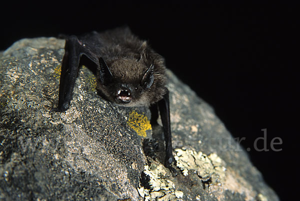 Alpenfledermaus (Hypsugo savii)