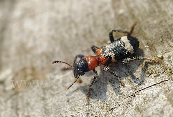 Ameisenbuntkäfer (Thanasimus formicarius)