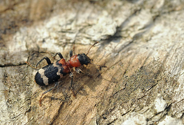 Ameisenbuntkäfer (Thanasimus formicarius)