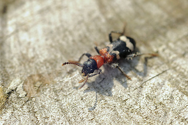 Ameisenbuntkäfer (Thanasimus formicarius)