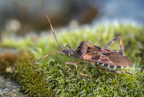 Amerikanische Kiefernwanze (Leptoglossus occidentalis)