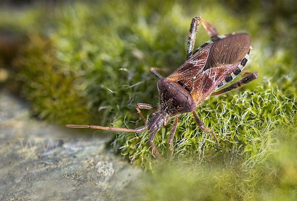 Amerikanische Kiefernwanze (Leptoglossus occidentalis)