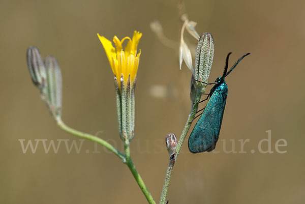 Ampfer-Grünwidderchen (Adscita statices)