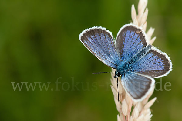 Argus-Bläuling (Plebeius argus)