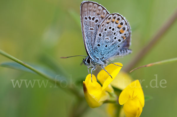 Argus-Bläuling (Plebeius argus)