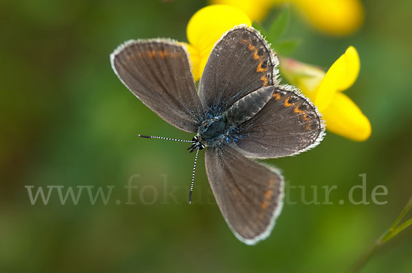 Argus-Bläuling (Plebeius argus)