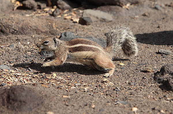 Atlashörnchen (Atlantoxerus getulus)