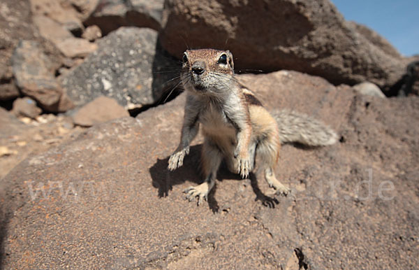 Atlashörnchen (Atlantoxerus getulus)