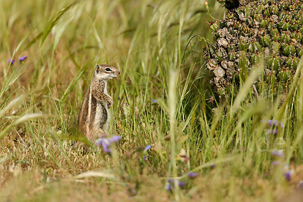 Atlashörnchen (Atlantoxerus getulus)