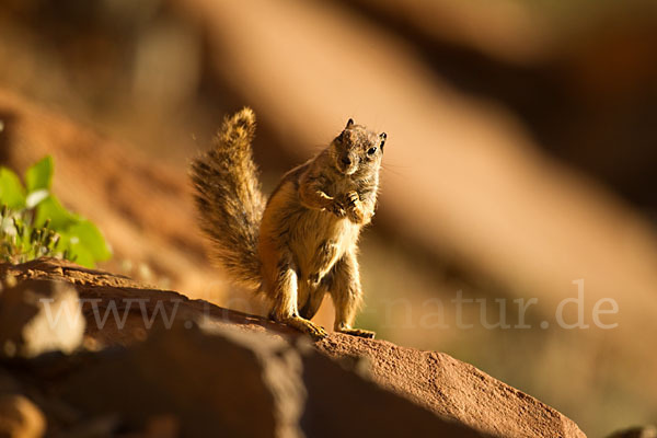 Atlashörnchen (Atlantoxerus getulus)