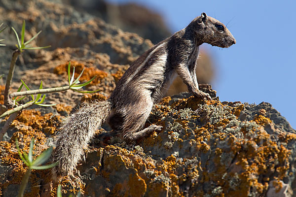 Atlashörnchen (Atlantoxerus getulus)