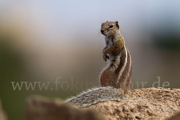 Atlashörnchen (Atlantoxerus getulus)