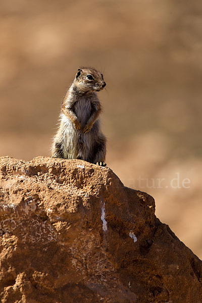 Atlashörnchen (Atlantoxerus getulus)