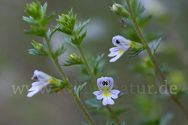 Augentrost (Euphrasia spec.)