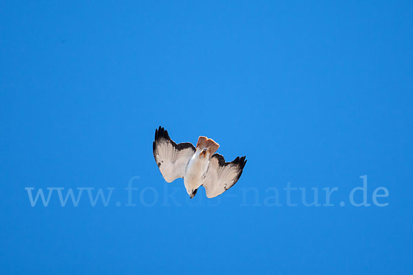 Augurbussard (Buteo augur)