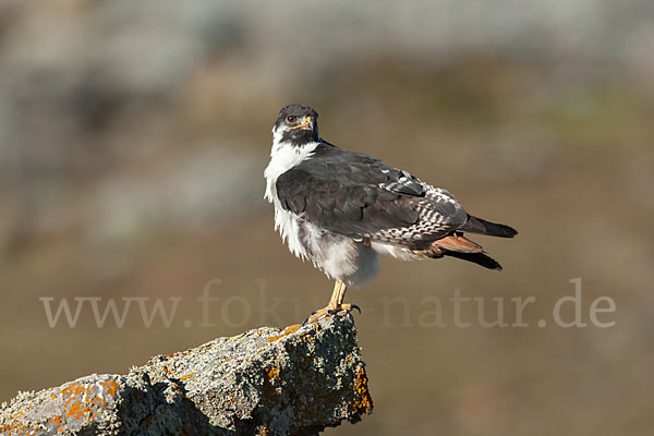 Augurbussard (Buteo augur)
