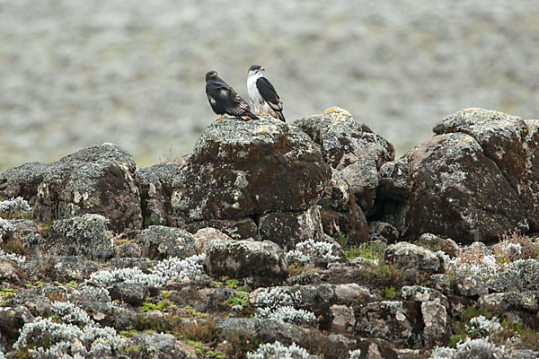 Augurbussard (Buteo augur)