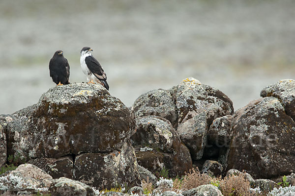 Augurbussard (Buteo augur)