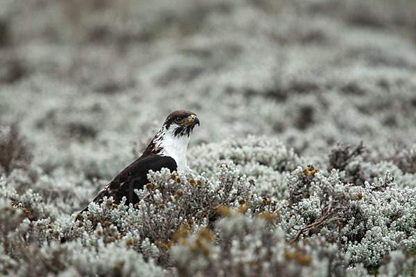 Augurbussard (Buteo augur)