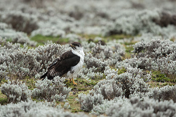 Augurbussard (Buteo augur)