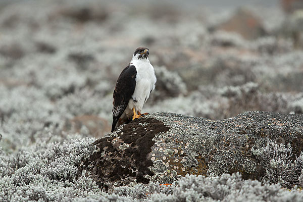 Augurbussard (Buteo augur)