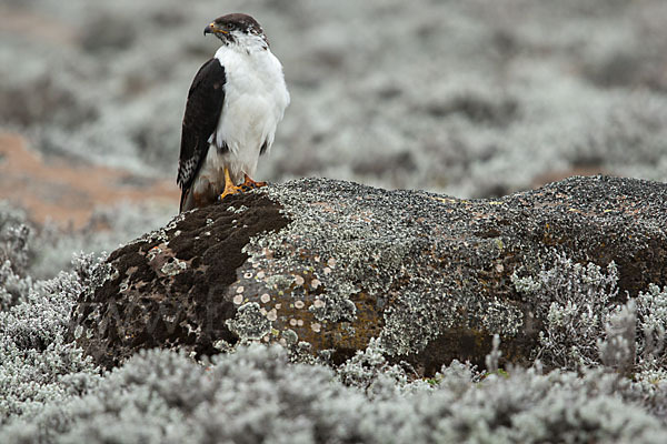 Augurbussard (Buteo augur)