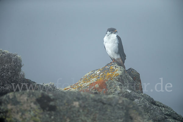 Augurbussard (Buteo augur)