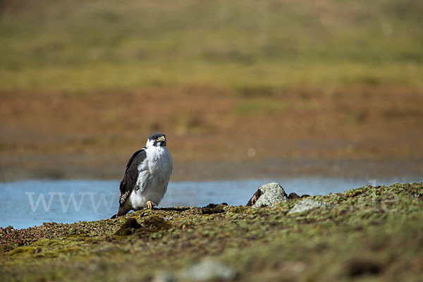 Augurbussard (Buteo augur)