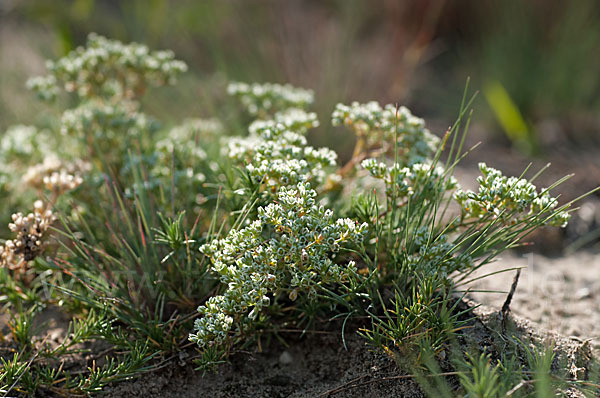 Ausdauernder Knäuel (Scleranthus perennis)