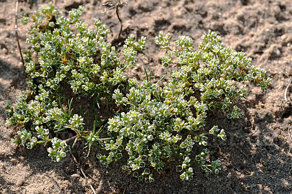 Ausdauernder Knäuel (Scleranthus perennis)