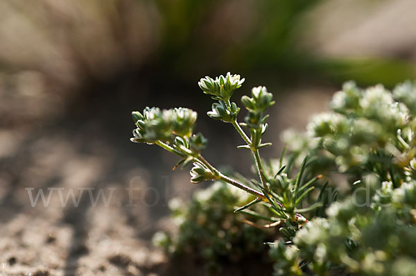 Ausdauernder Knäuel (Scleranthus perennis)