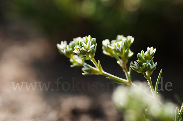 Ausdauernder Knäuel (Scleranthus perennis)