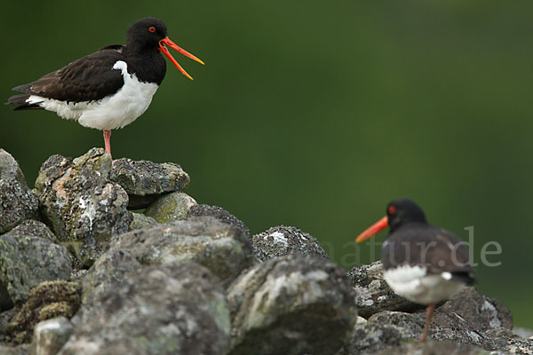 Austernfischer (Haematopus ostralegus)