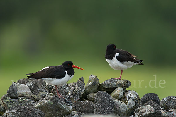 Austernfischer (Haematopus ostralegus)