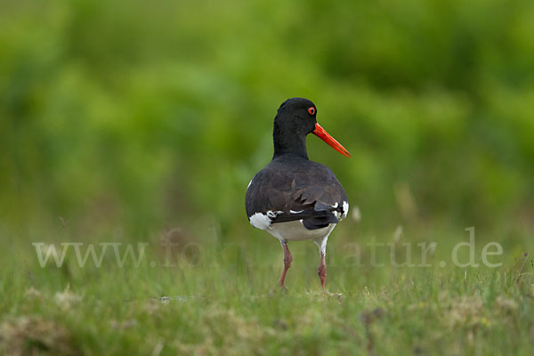 Austernfischer (Haematopus ostralegus)