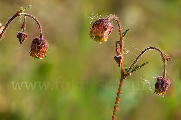 Bach-Nelkenwurz (Geum rivale)