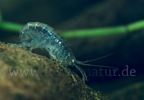 Bachflohkrebs (Gammarus spec.)