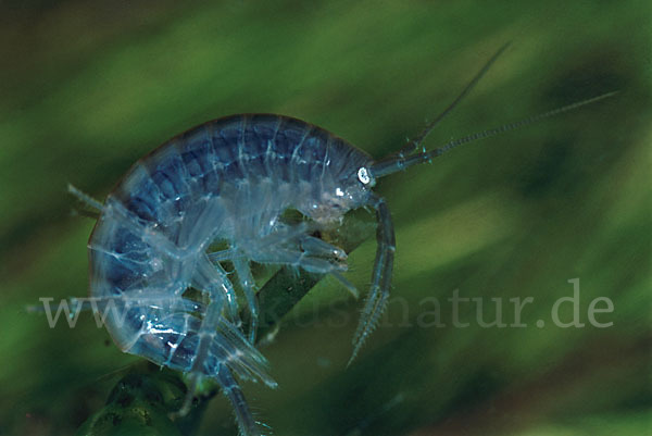 Bachflohkrebs (Gammarus spec.)