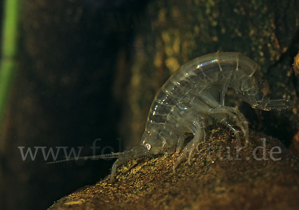 Bachflohkrebs (Gammarus spec.)