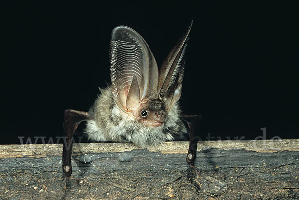 Balkan-Langohr (Plecotus kolombatovici)