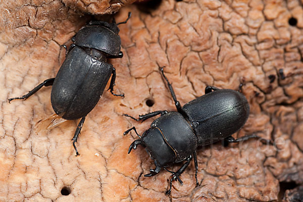 Balkenschröter (Dorcus parallelopipedus)