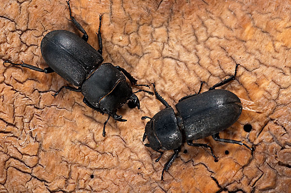 Balkenschröter (Dorcus parallelopipedus)