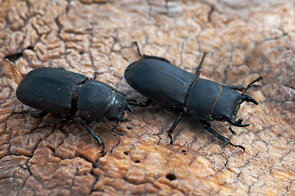 Balkenschröter (Dorcus parallelopipedus)