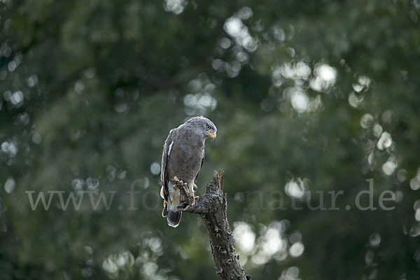 Bandschlangenadler (Circaetus cinerascens)