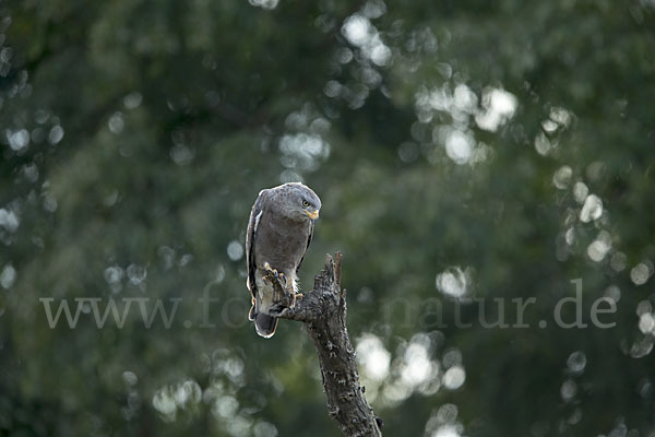 Bandschlangenadler (Circaetus cinerascens)