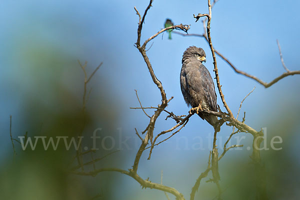 Bandschlangenadler (Circaetus cinerascens)