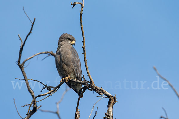 Bandschlangenadler (Circaetus cinerascens)