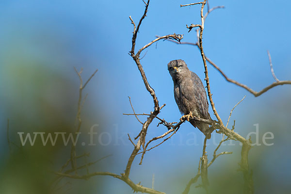 Bandschlangenadler (Circaetus cinerascens)