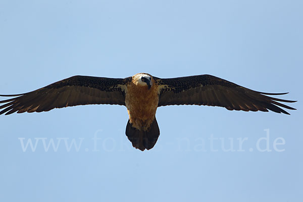 Bartgeier (Gypaetus barbatus)